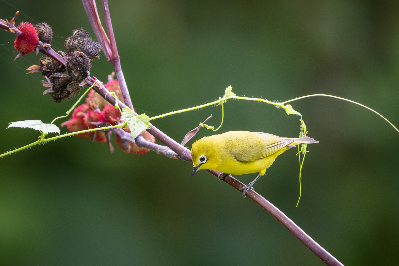image Pale White-eye